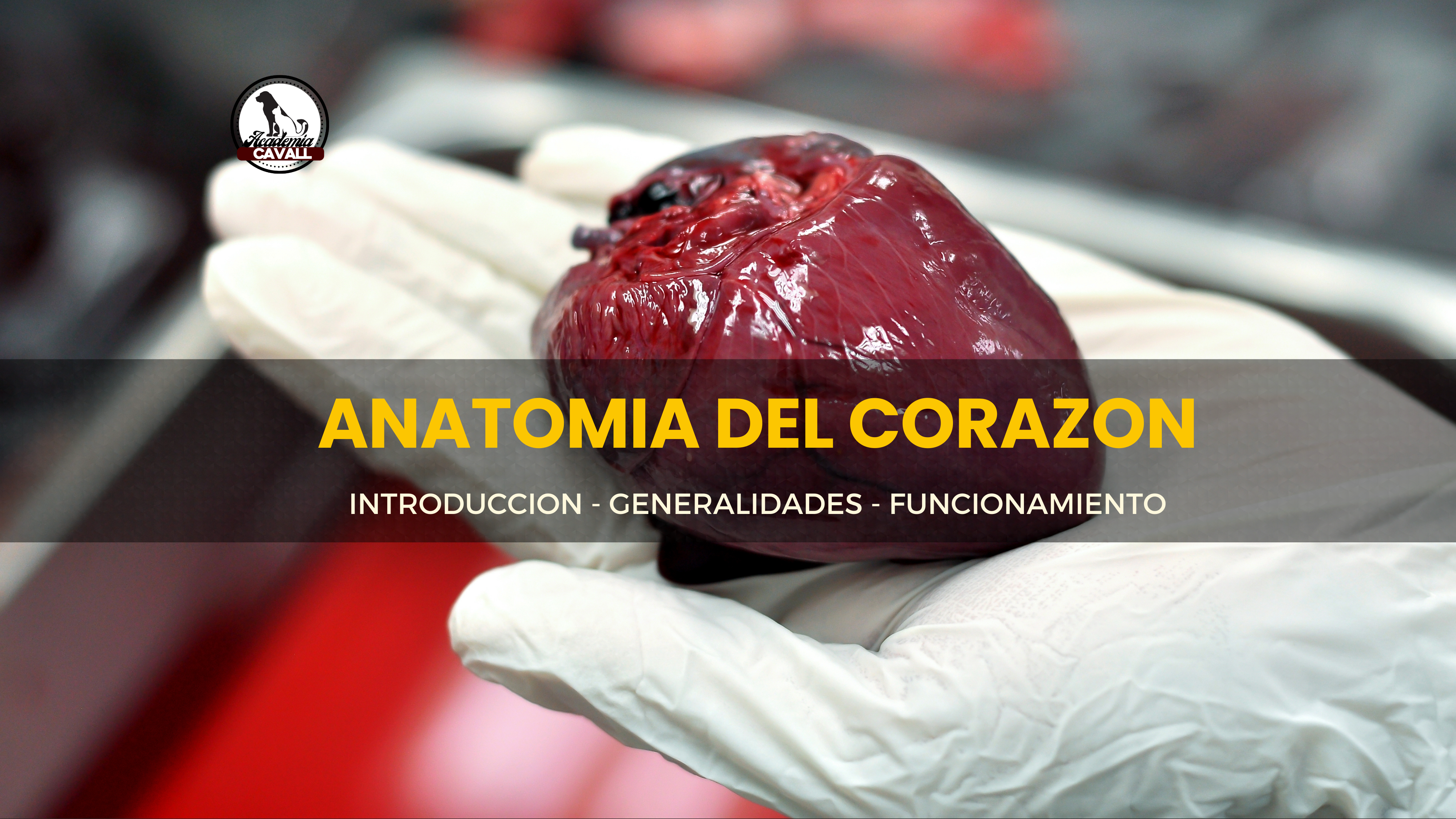 ANATOMIA DEL CORAZON