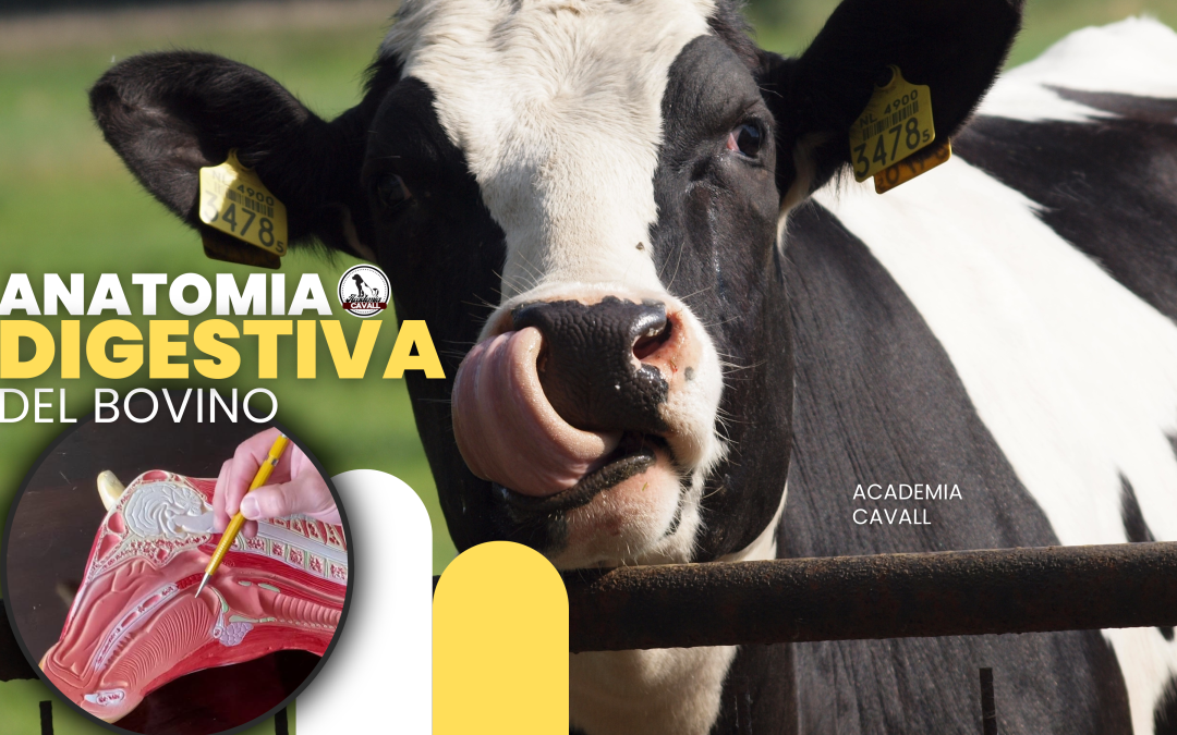 Anatomia y Fisiologia Digestiva Del Bovino
