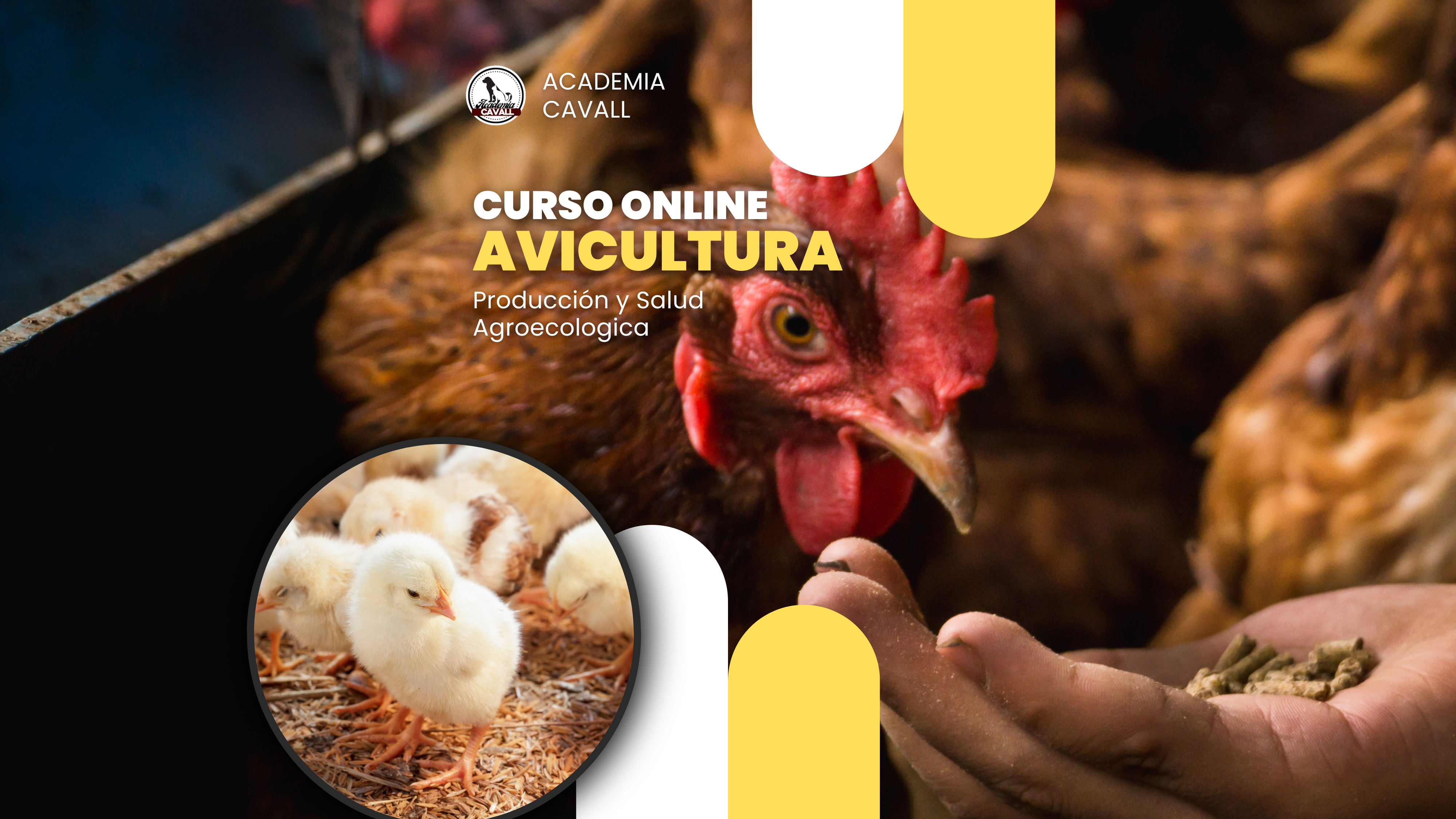 Avicultura Agroecologica